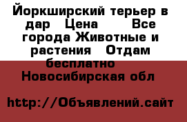 Йоркширский терьер в дар › Цена ­ 1 - Все города Животные и растения » Отдам бесплатно   . Новосибирская обл.